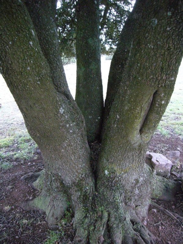 Contemplative Gardens | Un jardín de sensaciones